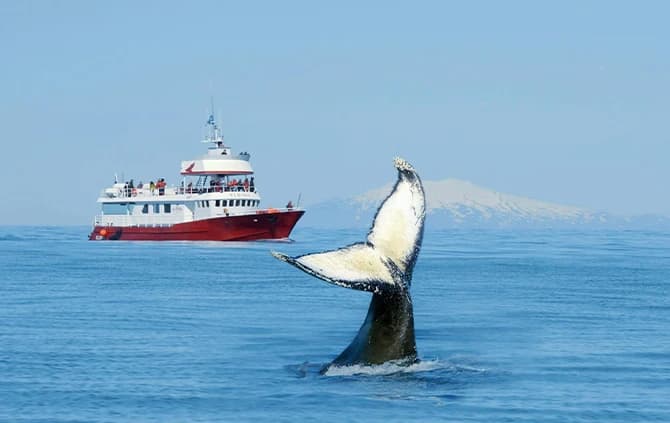 Whale Watching